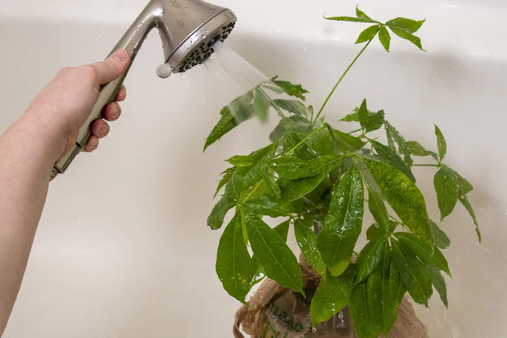 A hand using a shower sprayer to rinse a money tree plant. 