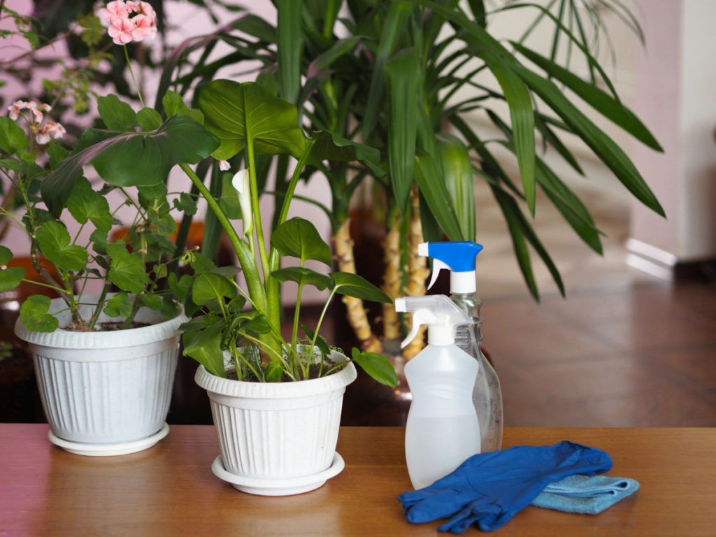 Gloves, a cloth and spray bottles sit next to several potted houseplants.
