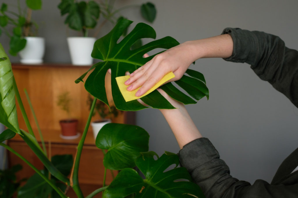 Hands are shown using a damp sponge to wipe down the leaves of a monstera. 
