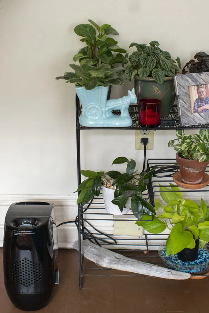 A warm-mist humidifier set up near a plant stand filled with plants.
