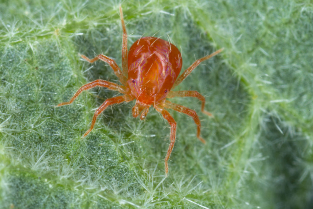 Close up of a red spider mite on the underside of a leaf.