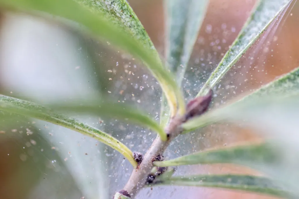 Close up of dead spider mites caught in their webbing on a houseplant.