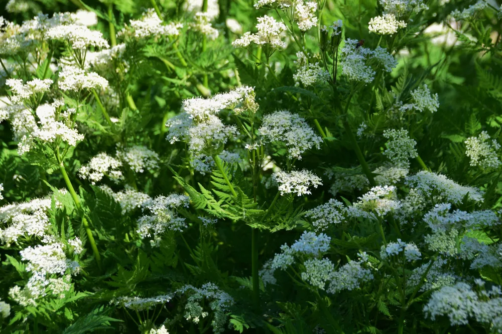 Sweet cicely in flower in dappled shade