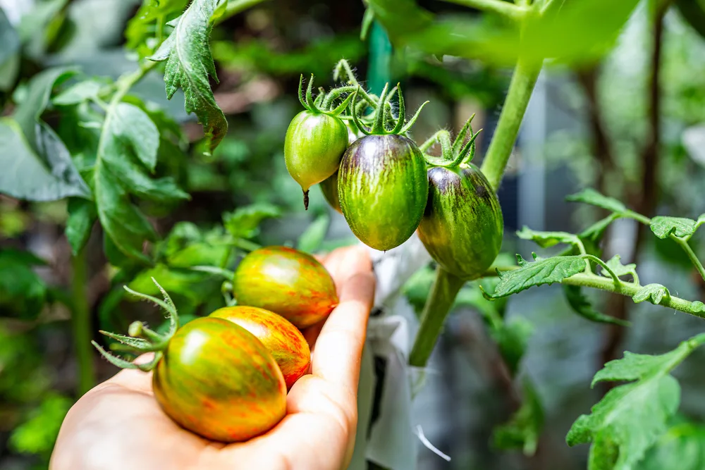 https://www.ruralsprout.com/wp-content/uploads/2021/02/tiny-tomatoes.jpg.webp