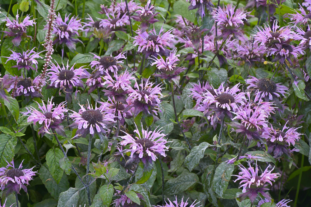 Wild bergamot, bee balm, with blooming pink flowers in shade