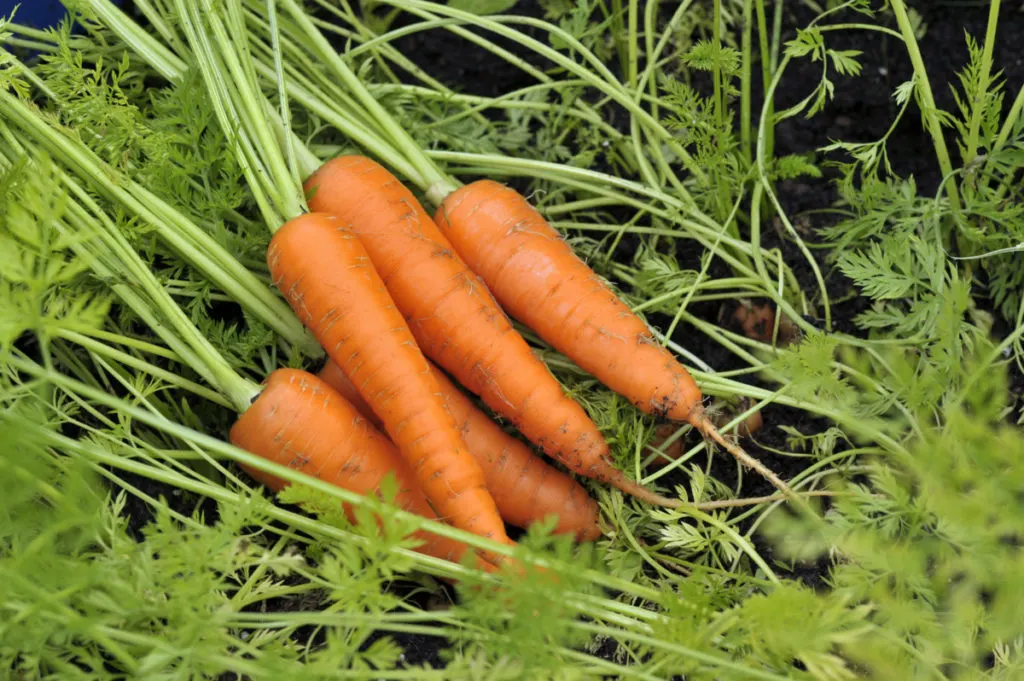 A bundle of dirty carrots laying on carrot tops.