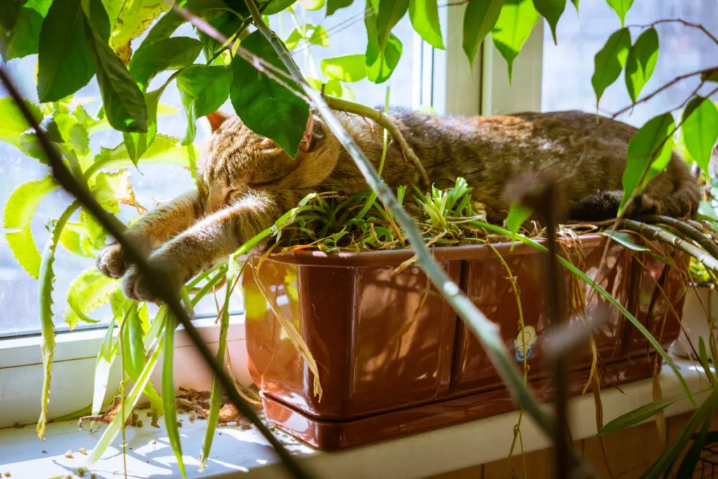 A large ginger cat is lounging on a potted plant in a window.
