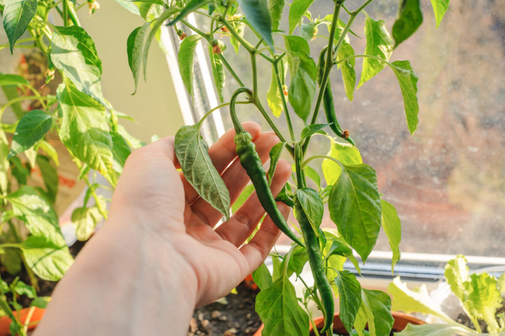 A hand holds a green chili pepper growing on the plant.