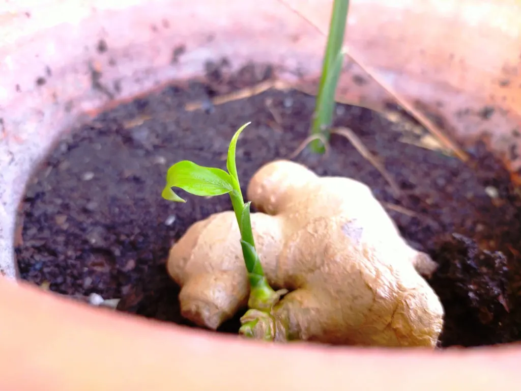 Ginger roots planted in a pot.