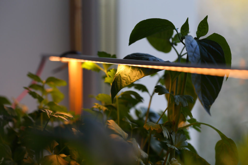 An LED grow light strip is suspended above plants in a window.