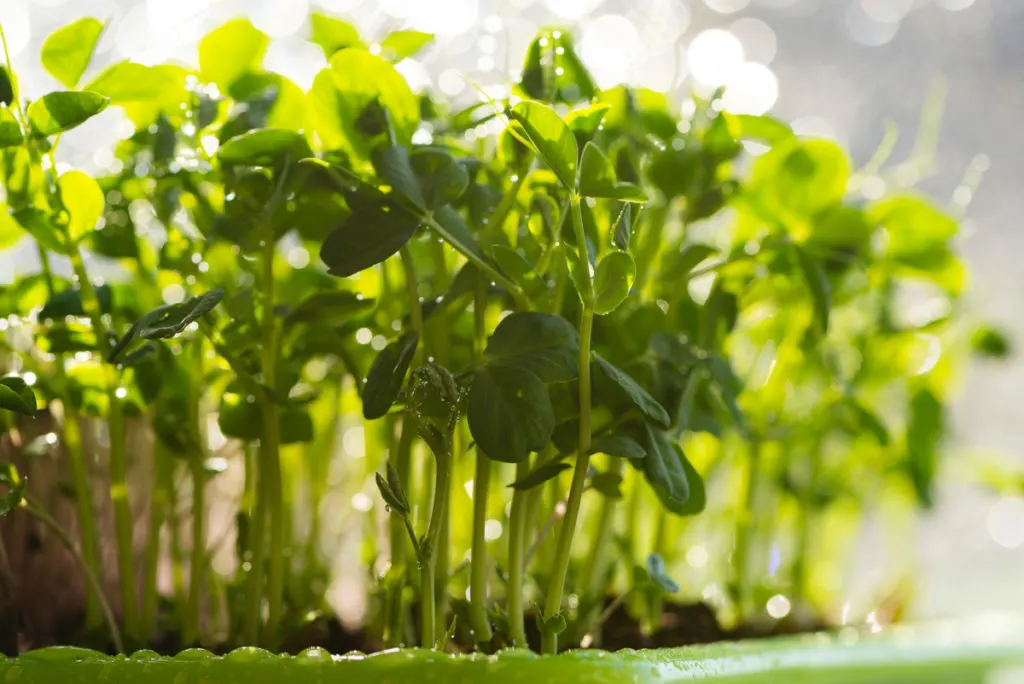 Close up of pea shoots growing in a container.
