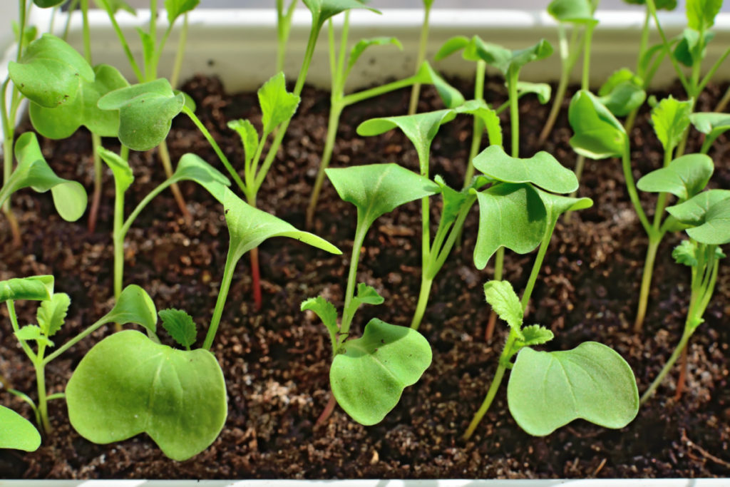 Close up of radish seedlings in a planter.