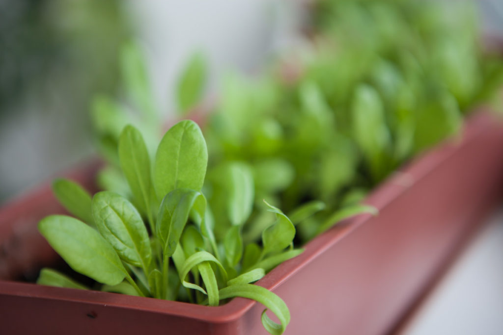 A close up of a window box full of young spinach plants. 
