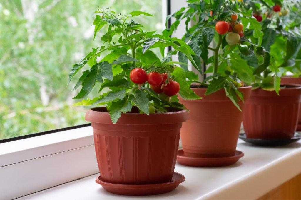 Several small tomato plants are growing on a sunny windowsill.