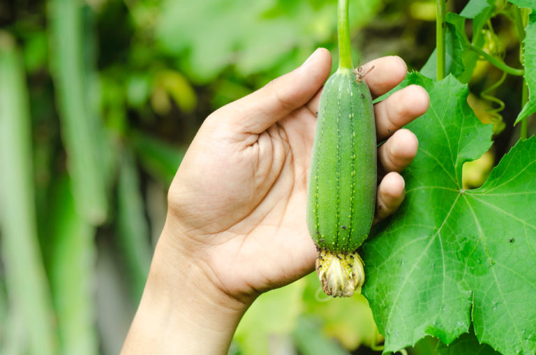 How To Grow Loofah Sponges &amp; 9 Brilliant Ways To Use Them