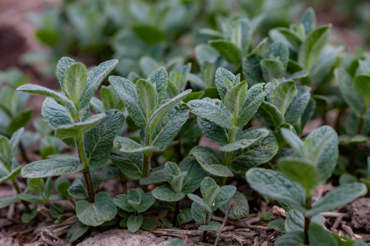 12 Herbs That Happily Grow in the Shade