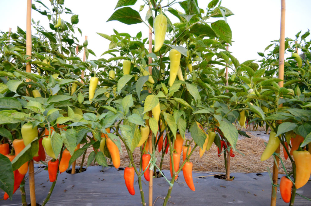 A rainbow of Hungarian wax peppers growing in a well tended garden. The peppers range in color pale yellow-green to bright red. 
