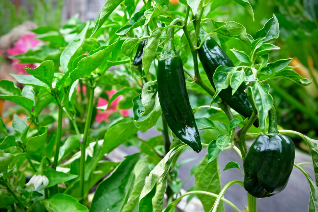Poblano peppers growing on a plant in a garden. 