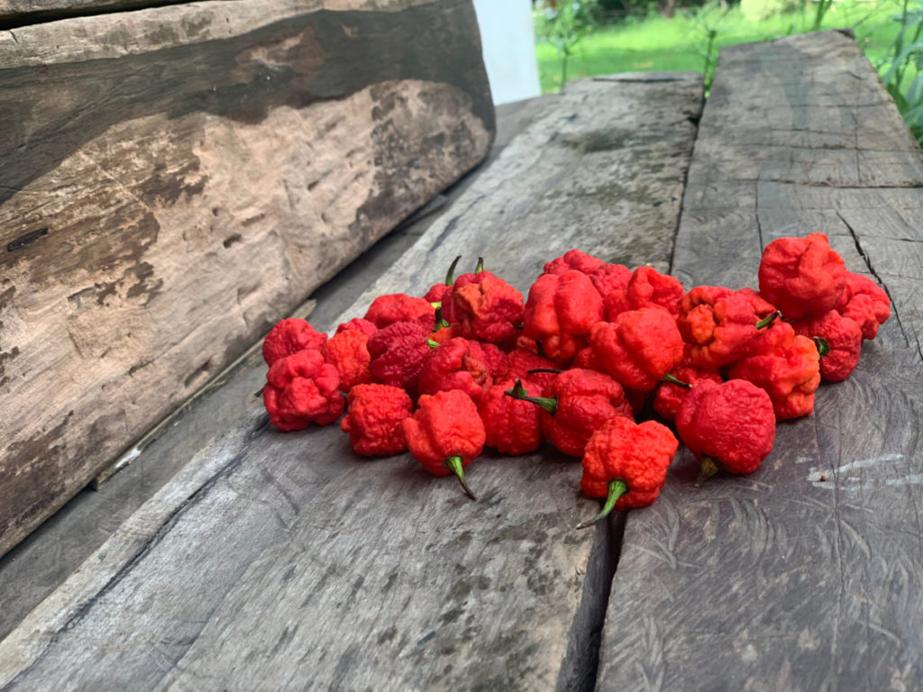 A pile of Carolina reaper peppers on a wooden bench. 