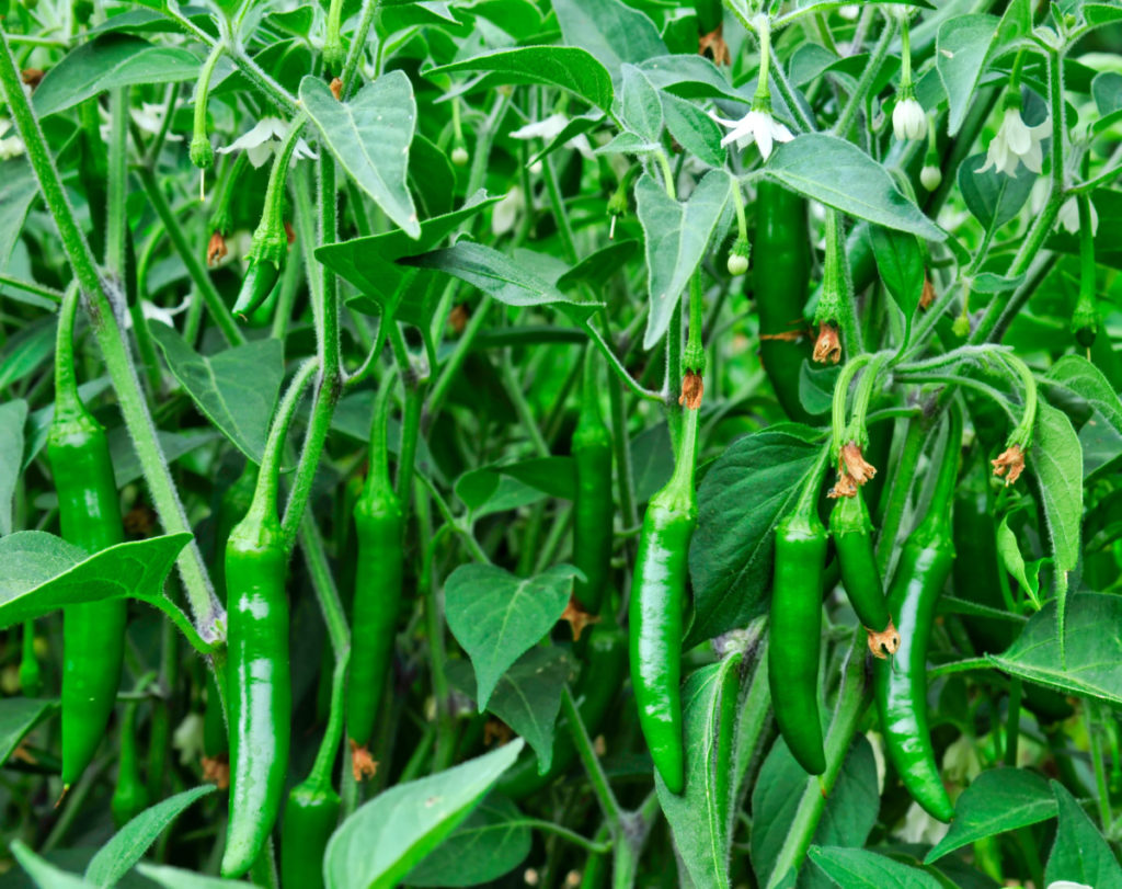 Serrano peppers growing in a garden.