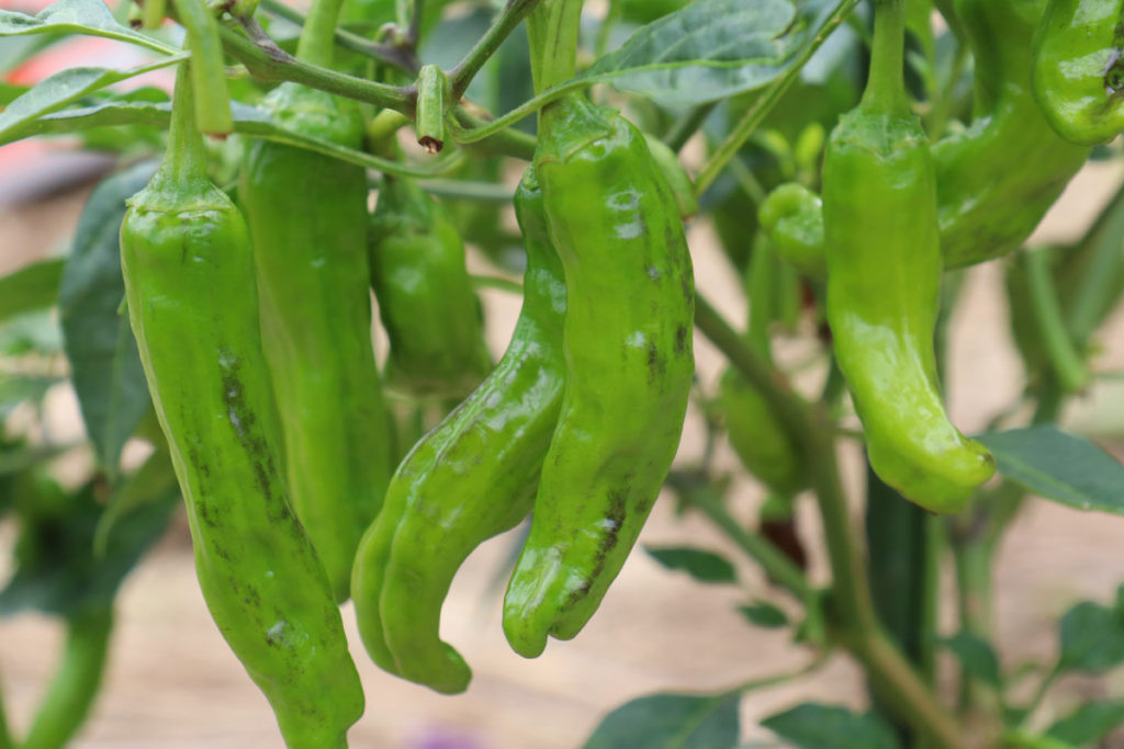 Close up photo of shishito peppers on the plant.