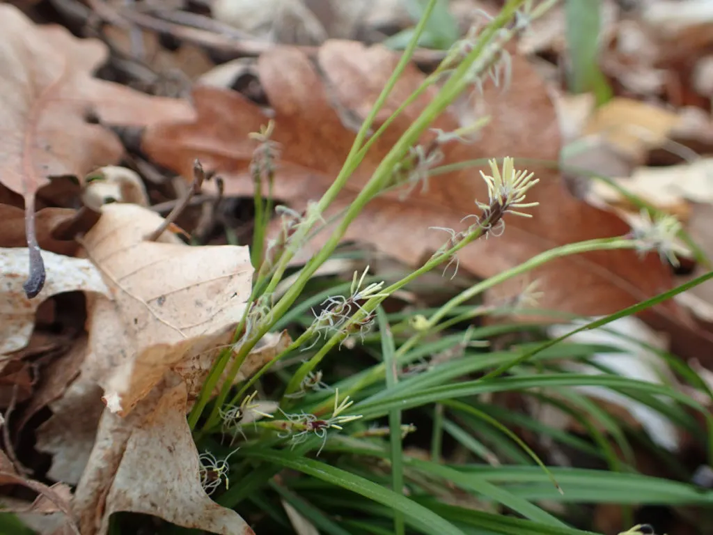 A small clump of Pennsylvania sedge surrounded by leaf litter.