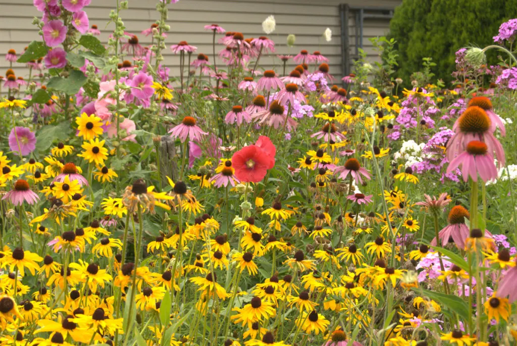 A yard near a house with many wildflowers.