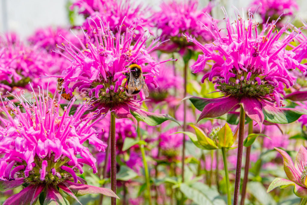 A bumblebee sitting on a bee balm flower.