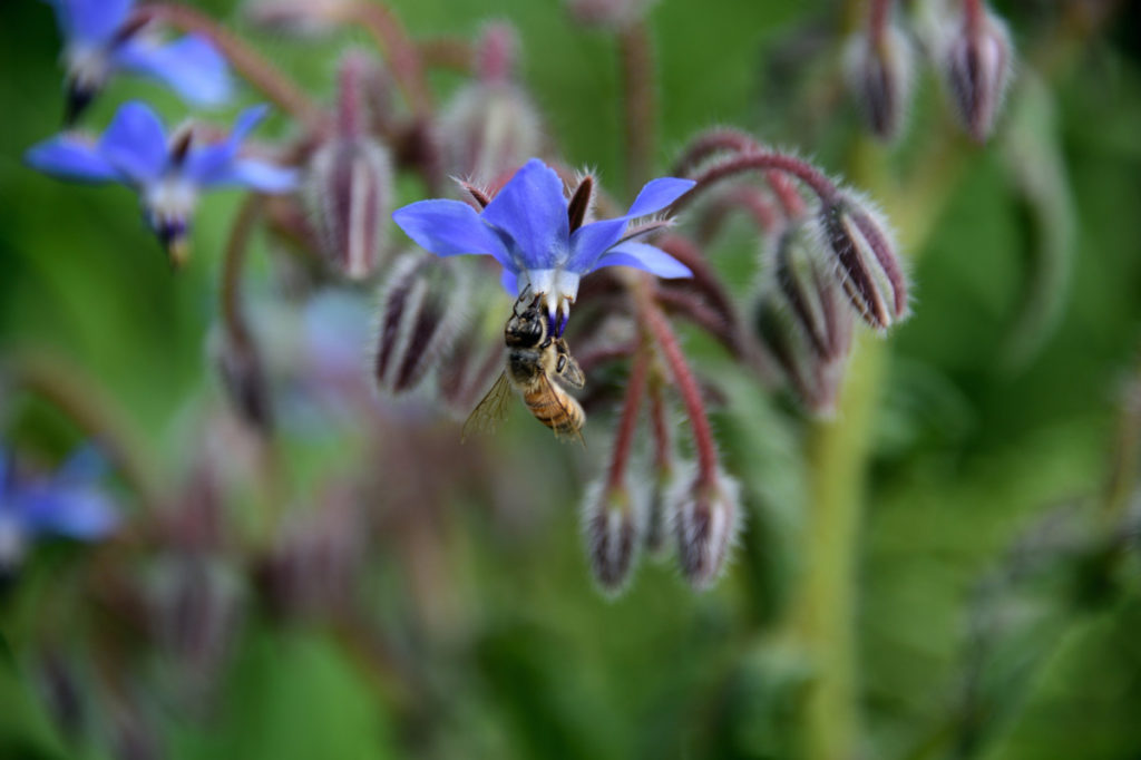 A bee sips nectar from a blue borage flower.