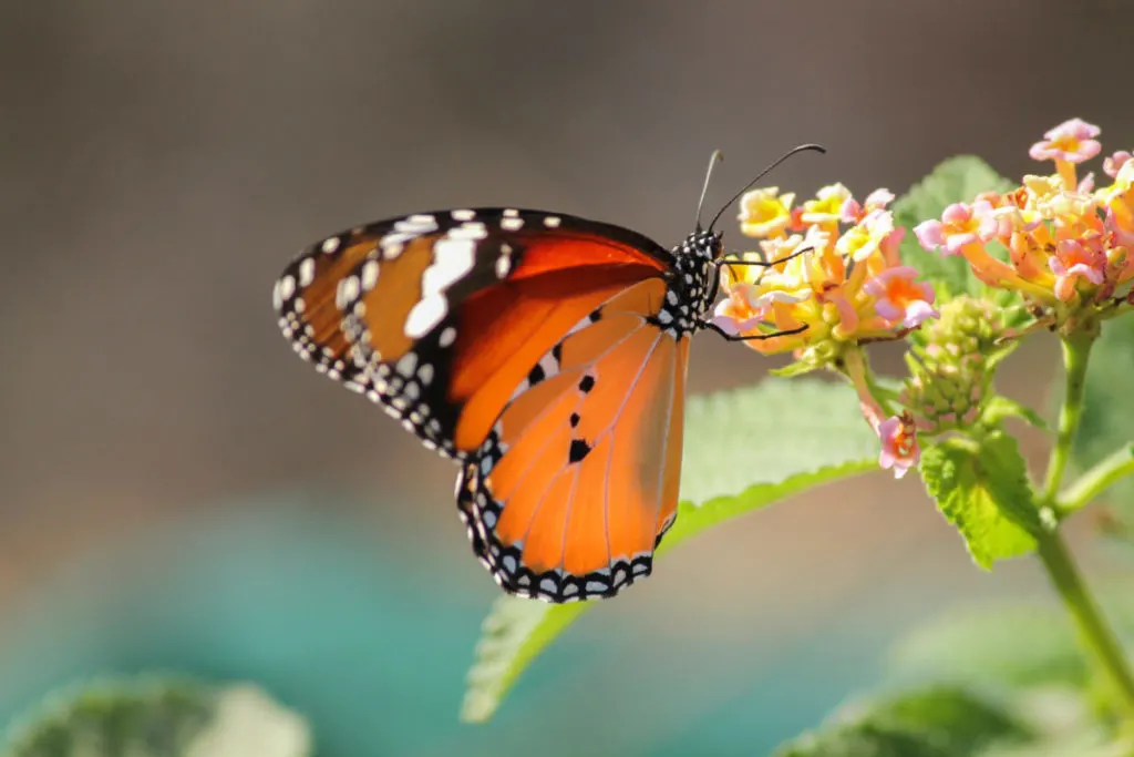 A butterfly sips nectar from tiny flowers.