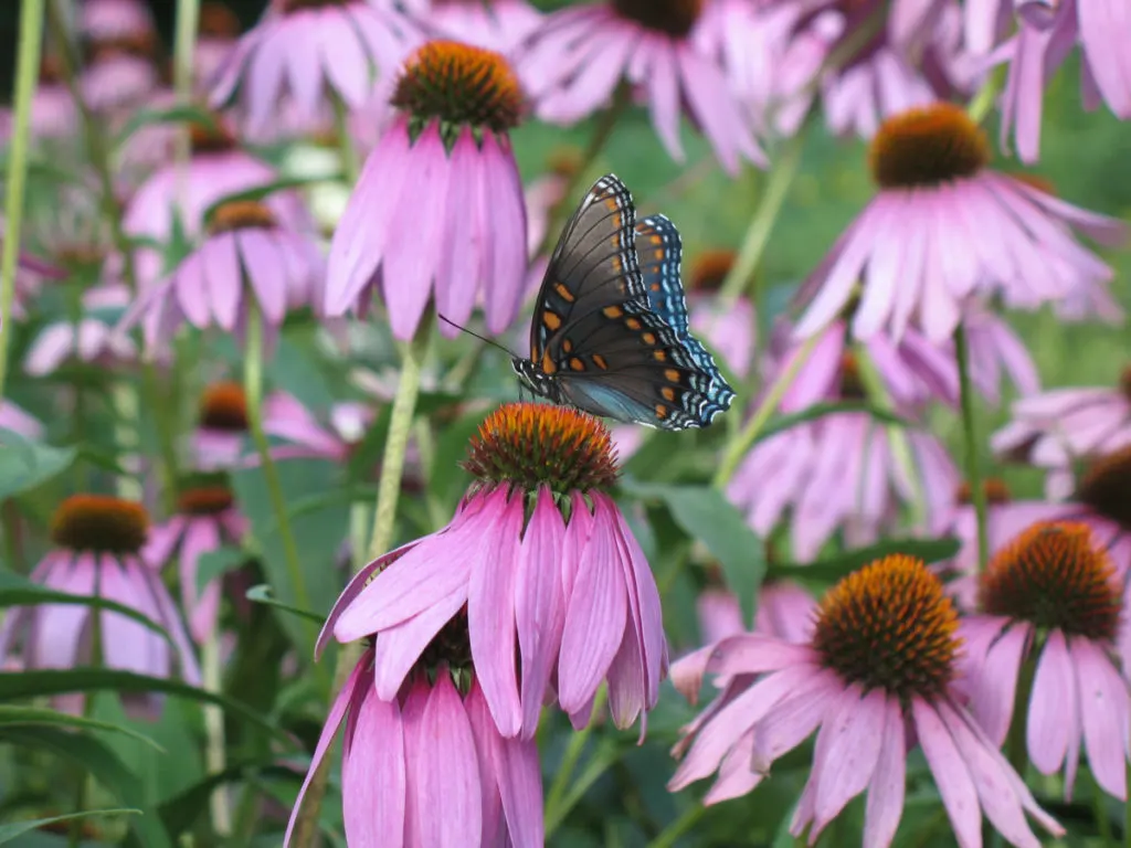 A butterfly sits on top of a purple cone flower.