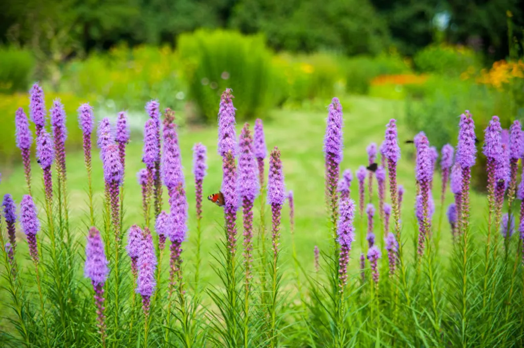 Tall stalks of liatris flowers with butterflies on them.