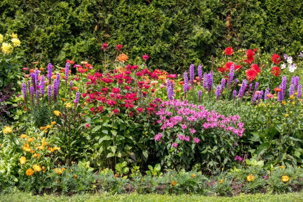 A pollinator garden with bee balm, liatris, cosmos and marigolds.