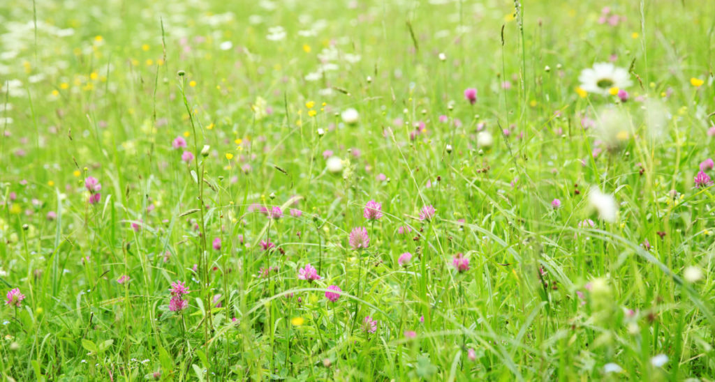 A sunny meadow with wild grasses and flowers.