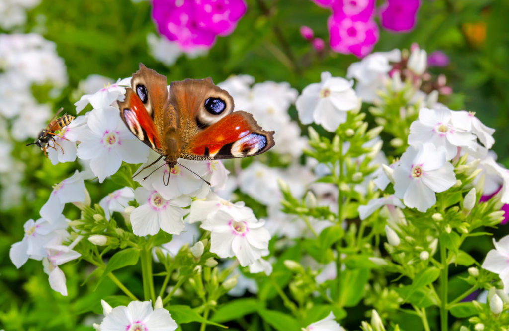 A butterfly and a bee both sip nectar from white phlox.