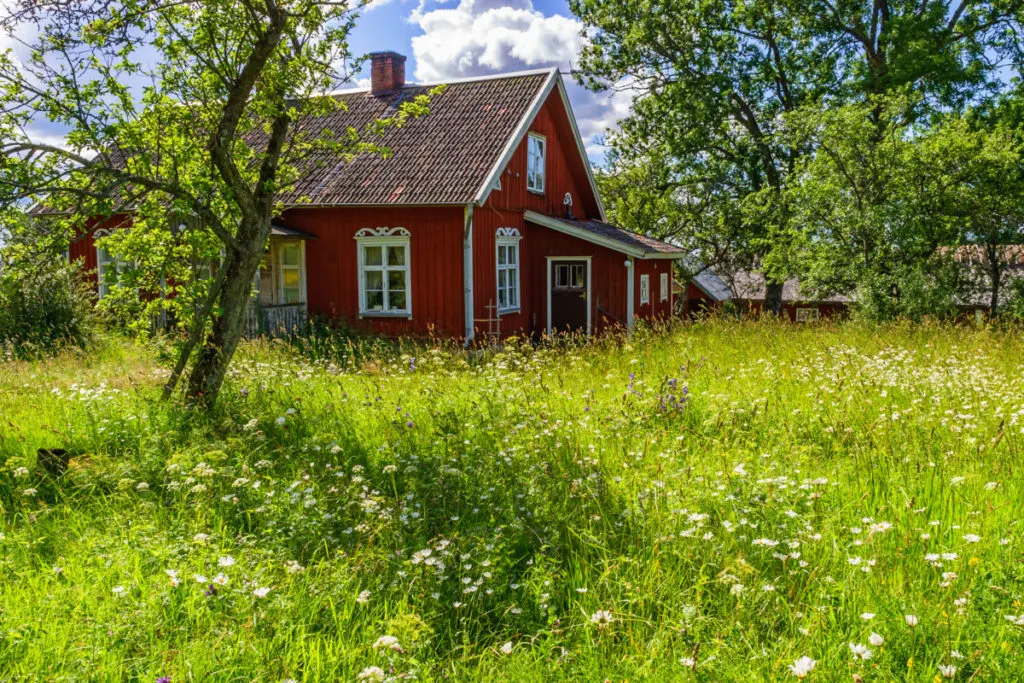 A house surrounded by a wild lawn full of wildflowers.