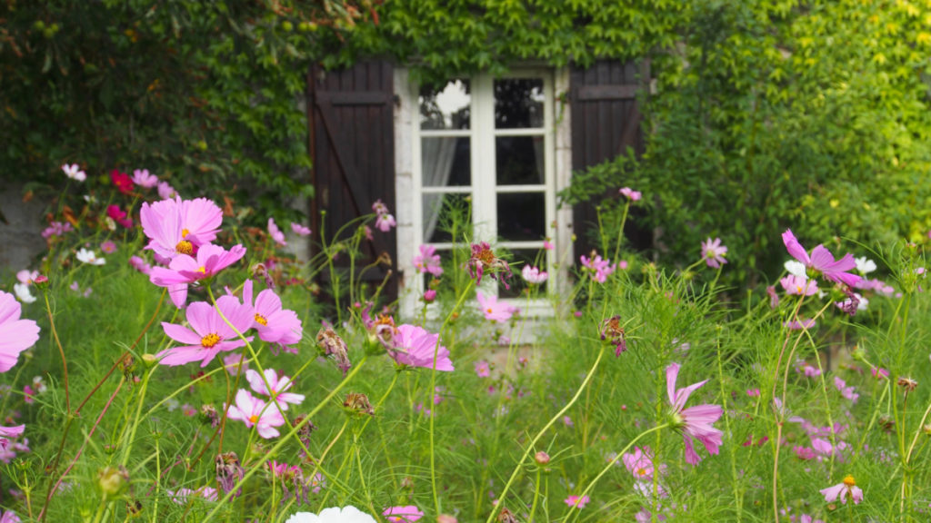 A window of a house overlooks cosmos flowers growing.