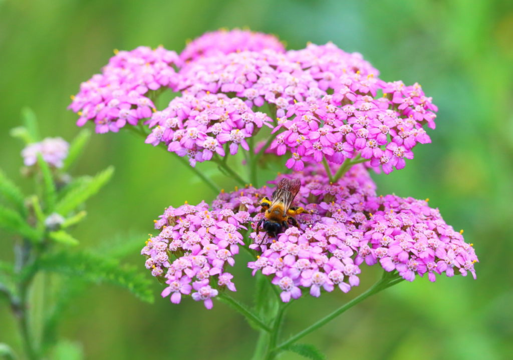 A bumblebee collecting pollen from a pink yarrow.