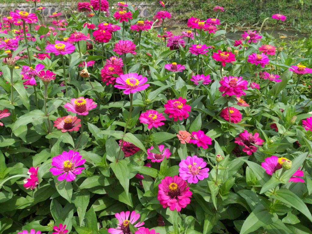 A patch of pink and purple zinnias.