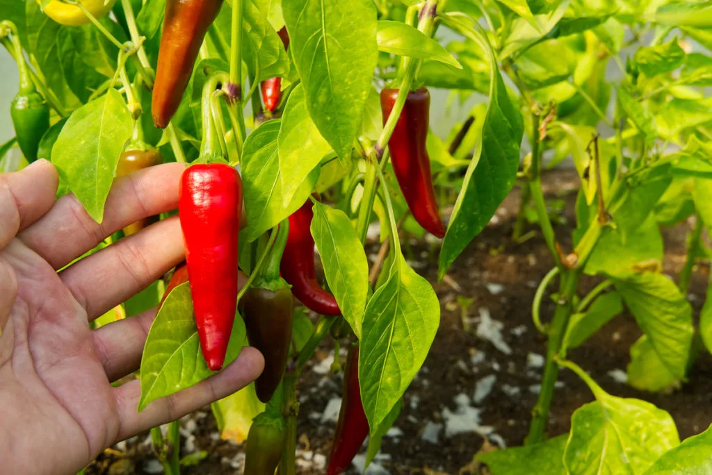 A hand gently holds an Anaheim pepper growing on a plant amidst other pepper plants. 