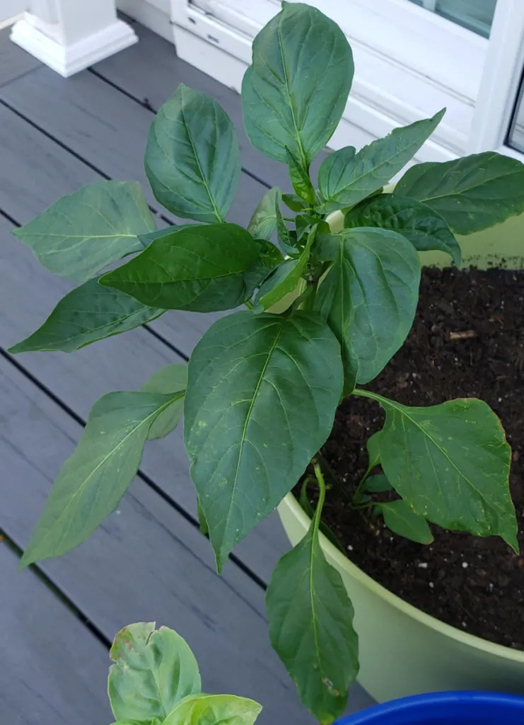 A pepper plant growing in a container on someone's patio.