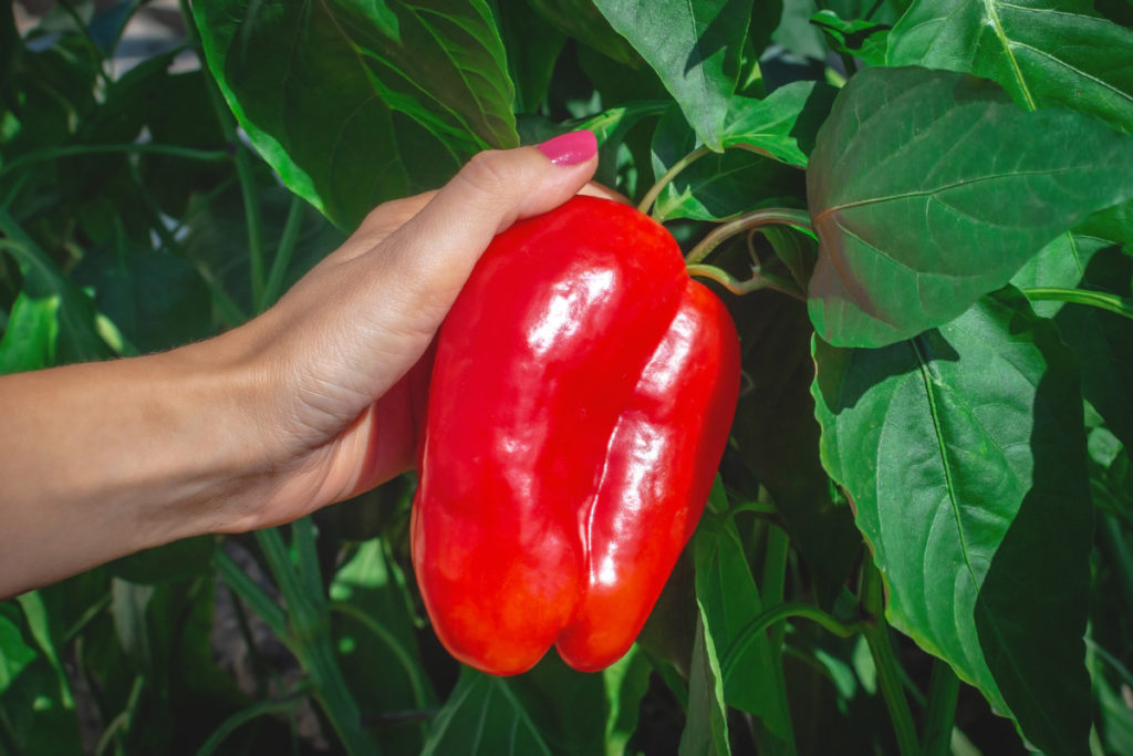 A woman's hand holds a red pepper still attached to the plant.