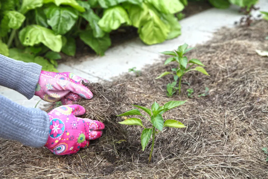 Pink-gloved hands place mulch around the base of a pepper plant.