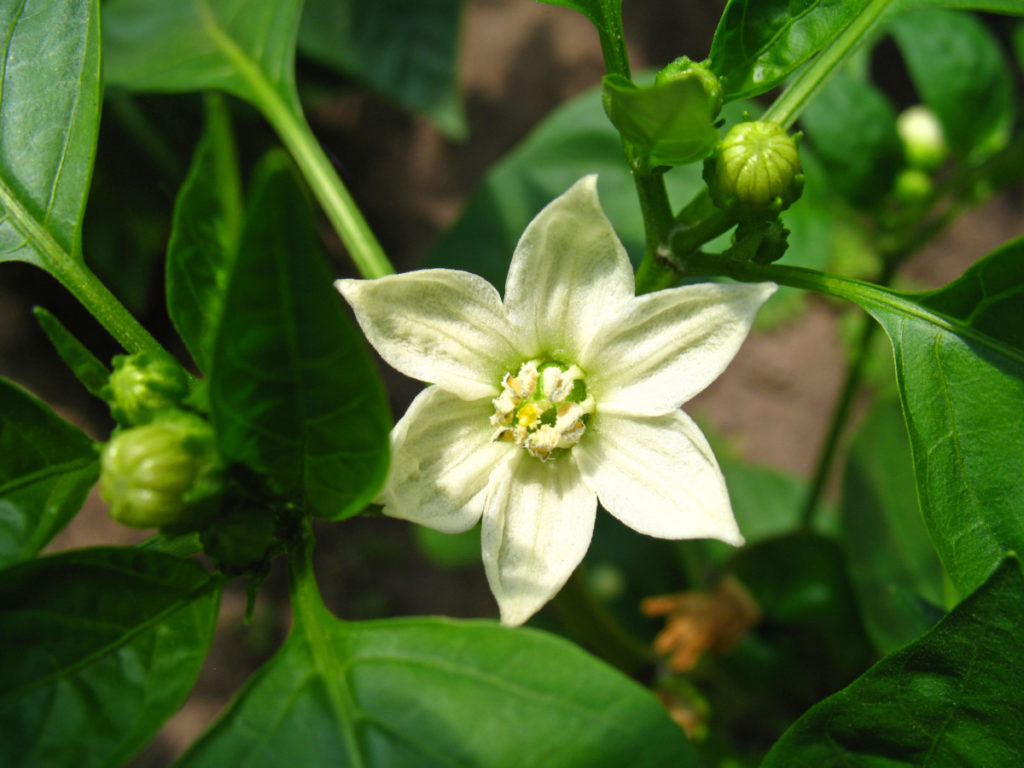Close up of a pepper plant flower.