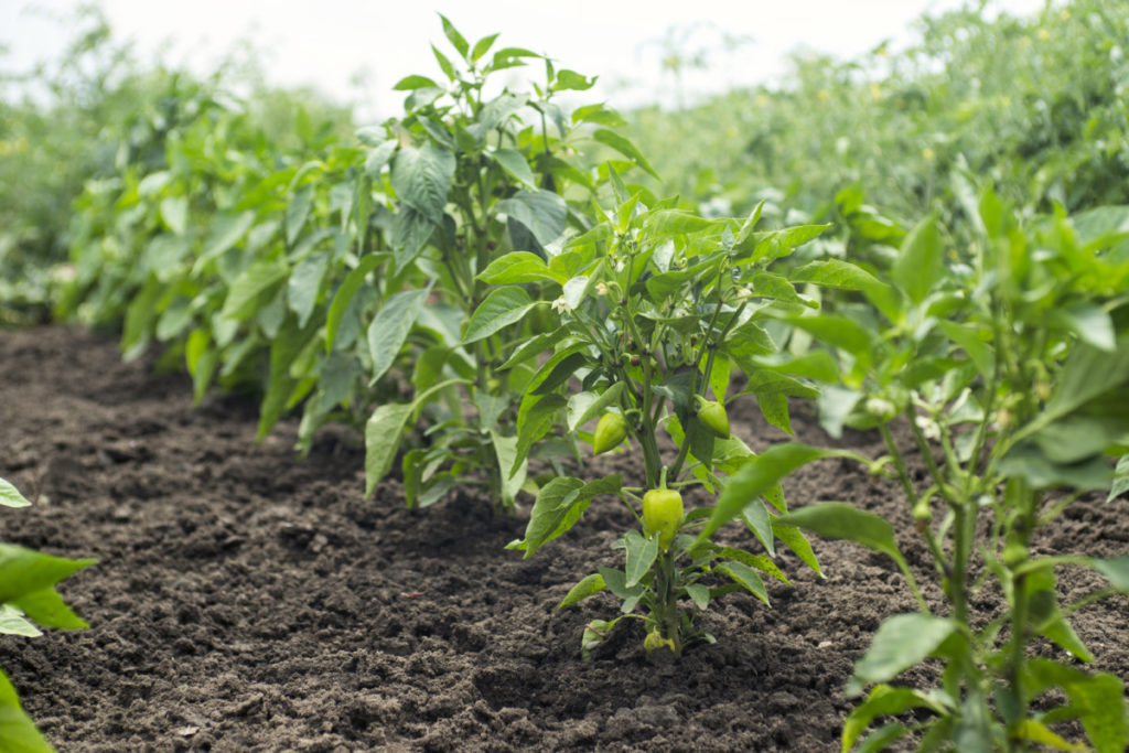 Rows of young hot peppers growing in a garden.