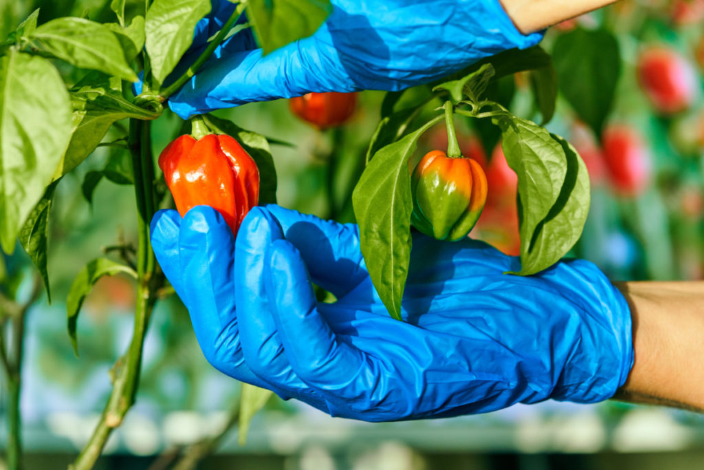 Someone's hands (wearing blue nitrile gloves) is holding a scotch bonnet pepper on the plant.