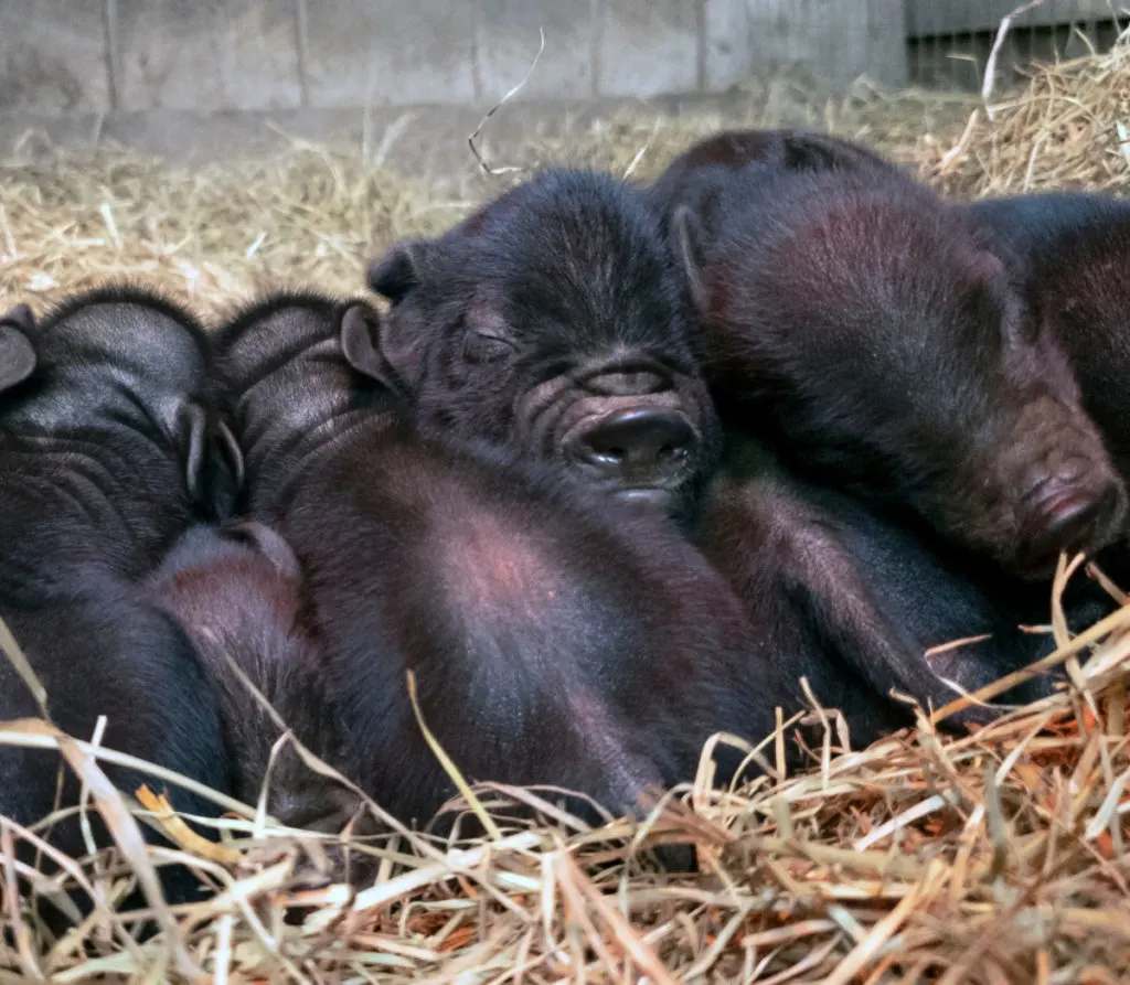 A litter pf American Guinea Hogs nestled together in hay.