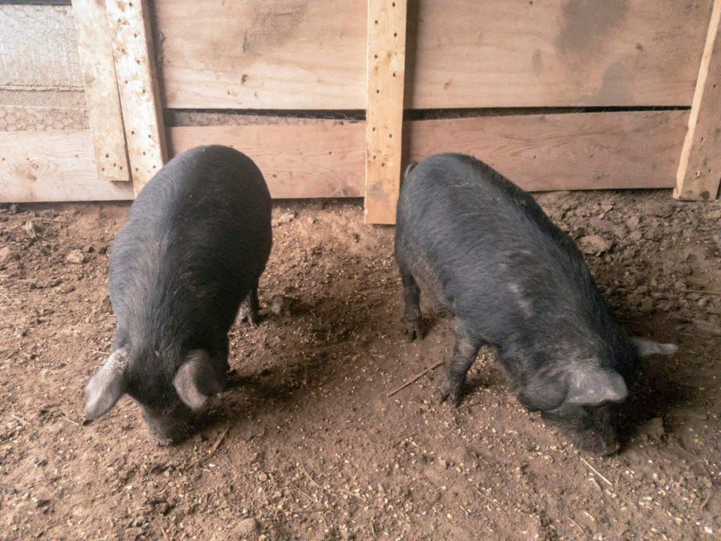 Two American Guinea Hogs snuffle the dirt for pieces of corn.