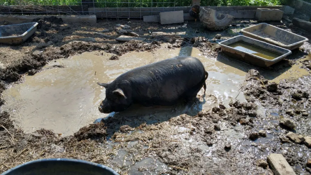 A happy American Guinea Hog wallows in mud.