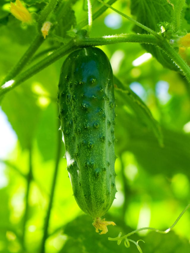 37 Edible Plants You Can Easily Grow In a Hanging Basket